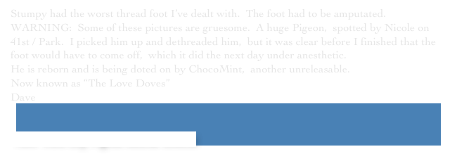 Stumpy had the worst thread foot I’ve dealt with.  The foot had to be amputated.
WARNING:  Some of these pictures are gruesome.  A huge Pigeon,  spotted by Nicole on 41st / Park.  I picked him up and dethreaded him,  but it was clear before I finished that the foot would have to come off,  which it did the next day under anesthetic.
He is reborn and is being doted on by ChocoMint,  another unreleasable.
Now known as “The Love Doves”￼
Dave


 New York City Pigeon Rescue Central