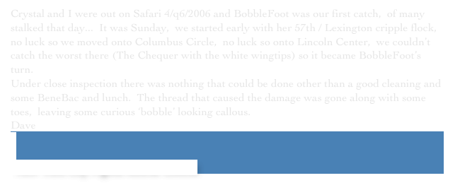 Crystal and I were out on Safari 4/q6/2006 and BobbleFoot was our first catch,  of many stalked that day...  It was Sunday,  we started early with her 57th / Lexington cripple flock,  no luck so we moved onto Columbus Circle,  no luck so onto Lincoln Center,  we couldn’t catch the worst there (The Chequer with the white wingtips) so it became BobbleFoot’s turn.
Under close inspection there was nothing that could be done other than a good cleaning and some BeneBac and lunch.  The thread that caused the damage was gone along with some toes,  leaving some curious ‘bobble’ looking callous.
￼Dave


 New York City Pigeon Rescue Central