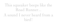 This squeaker beeps like the Road Runner...
A sound I never heard from a bird!