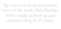 Ity was very week and listless most of the week, then Sunday 4/30 it really perked up and started eating on it’s own.