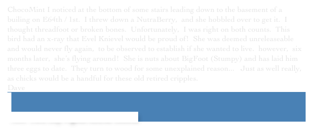 ChocoMint I noticed at the bottom of some stairs leading down to the basement of a builing on E64th / 1st.  I threw down a NutraBerry,  and she hobbled over to get it.  I thought threadfoot or broken bones.  Unfortunately,  I was right on both counts.  This bird had an x-ray that Evel Knievel would be proud of!  She was deemed unreleaseable and would never fly again,  to be observed to establish if she wanted to live.  however,  six months later,  she’s flying around!  She is nuts about BigFoot (Stumpy) and has laid him three eggs to date.  They turn to wood for some unexplained reason...   Just as well really,  as chicks would be a handful for these old retired cripples.￼
Dave


 New York City Pigeon Rescue Central