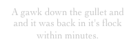 A gawk down the gullet and and it was back in it's flock within minutes.