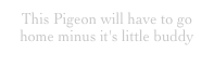 This Pigeon will have to go home minus it's little buddy
