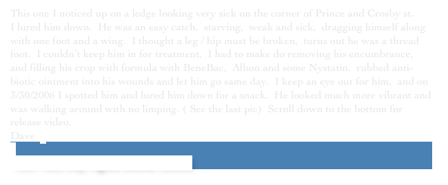 This one I noticed up on a ledge looking very sick on the corner of Prince and Crosby st.  
I lured him down.  He was an easy catch,  starving,  weak and sick,  dragging himself along with one foot and a wing.  I thought a leg / hip must be broken,  turns out he was a thread foot.  I couldn’t keep him in for treatment,  I had to make do removing his encumbrance,  and filling his crop with formula with BeneBac,  Albon and some Nystatin,  rubbed anti-biotic ointment into his wounds and let him go same day.  I keep an eye out for him,  and on 3/30/2006 I spotted him and lured him down for a snack.  He looked much more vibrant and was walking around with no limping. ( See the last pic)  Scroll down to the bottom for ￼release video.
Dave  

 New York City Pigeon Rescue Central