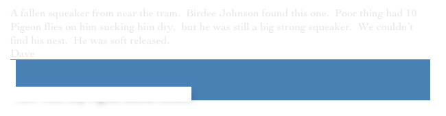 A fallen squeaker from near the tram.  Birdee Johnson found this one.  Poor thing had 10 Pigeon flies on him sucking him dry,  but he was still a big strong squeaker.  We couldn’t find his nest.  He was soft released.￼
Dave


 New York City Pigeon Rescue Central