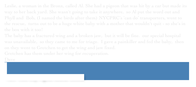 Leslie, a woman in the Bronx, called Al. She had a pigeon that was hit by a car but made its way to her back yard. She wasn't going to take it anywhere,  so Al put the word out and Phyll and  Bob, (I named the birds after them) NYCPRC’s ‘can do’ transporters, went to the rescue,  turns out to be a huge white baby with a mother that wouldn't quit - so she's in the box with it too!
The baby has a fractured wing and a broken jaw,  but it will be fine.  our special hospital was unavailable,  so they came to me for triage.  I gave a painkiller and fed the baby,  then on they went to Gretchen to get the wing and jaw fixed.
Gretchen has them under her wing for recuperation.￼
Dave


 New York City Pigeon Rescue Central