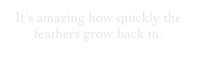 It’s amazing how quickly the feathers grow back in.