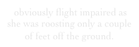  obviously flight impaired as she was roosting only a couple of feet off the ground.