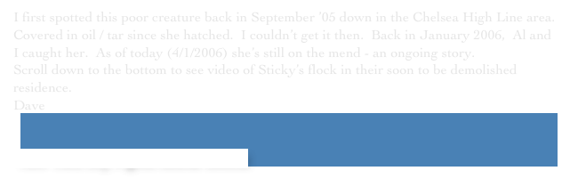 I first spotted this poor creature back in September ’05 down in the Chelsea High Line area.
Covered in oil / tar since she hatched.  I couldn’t get it then.  Back in January 2006,  Al and I caught her.  As of today (4/1/2006) she’s still on the mend - an ongoing story.
Scroll down to the bottom to see video of Sticky’s flock in their soon to be demolished residence￼.
Dave


 New York City Pigeon Rescue Central