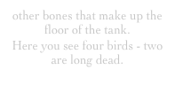 other bones that make up the floor of the tank.
Here you see four birds - two are long dead.