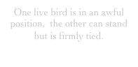 One live bird is in an awful position,  the other can stand but is firmly tied.