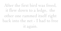 After the first bird was freed,  it flew down to a ledge,  the other one rammed itself right back into the net - I had to free it again.